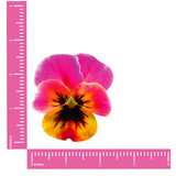 Neva Nude Flower Pansy Blacklight Pasties - Multicolor