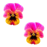 Neva Nude Flower Pansy Blacklight Pasties - Multicolor