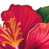 Pastease Tropical Vibrant Hawaiian Hibiscus Botanical Flower - Red