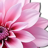 Pastease Tropical Dahlia Botanical Flower - Pink