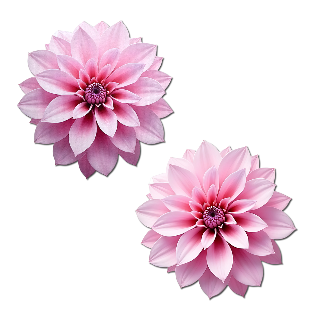 Pastease Tropical Dahlia Botanical Flower - Pink